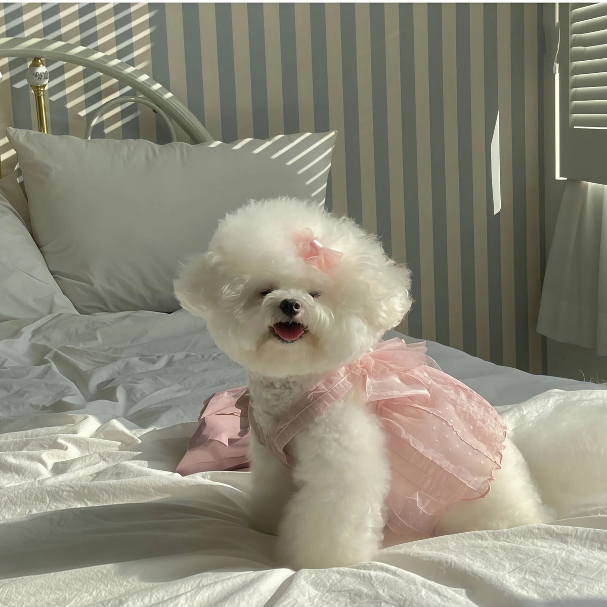 Pet Dress